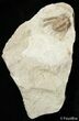 Killer Kettneraspis Trilobite From Oklahoma #2521-1